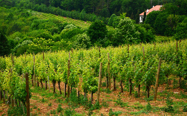Naklejka premium vineyard in france