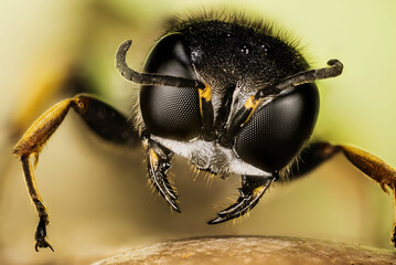 Focus Stacking portrait of Square-headed Wasp. Her Latin name is Ectemnius continuus