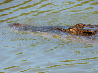 Fototapeta premium Australia, Kakadu National Park, Alligator River, Salted Alligator, Alligator head emerging