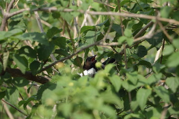 a beautiful bird in his nest