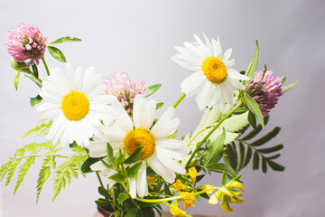 Summer field and meadow grasses and flowers.