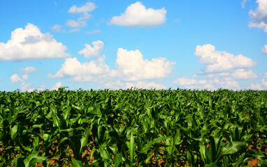 Fototapeta na wymiar corn field and blue sky