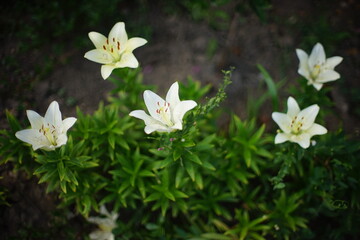 Fototapeta na wymiar White lily flowers grows in summer garden.