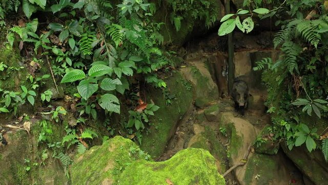 A White Lipped Peccary, Tayassu Pecari, Looking Around For Food In The Rainforest Of The Amazon In South America With A Small Waterfall In The Background
