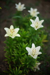 White lily flowers grow in a dark summer garden.