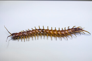 caterpillar on white background