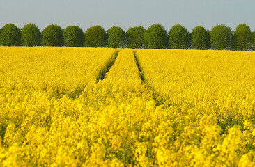 Obraz premium Champs de Colza - Eure-et-Loir, Région Centre-val-de-Loir, FRANCE