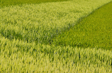 champs agricole, agricultural fields
