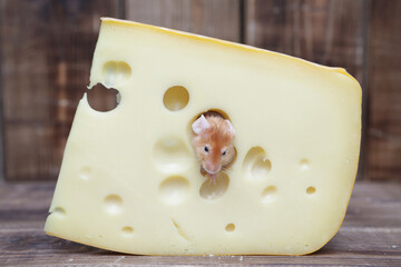 Dreams come true! Cute happy and fed mouse in tasty Swiss cheese with holes. Full pet - gourmet. Funny satiated animal. Mouse has delicious dinner. Glutton, gluttony. Symbol of Chinese New Year: rat