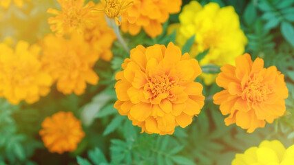 Yellow Marigold flower in a garden.
