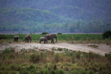 Naklejka na ściany i meble Asiatic elephants in Beautiful habitats of Ram Ganga river, Wildlife National Park, India