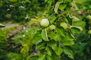 Green, unripe apples hang on a tree branch with leaves close-up. Garden fruits and fruits.