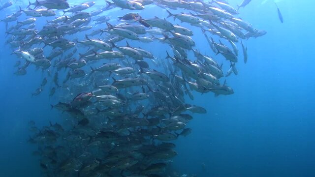 dive with school of jackfish 