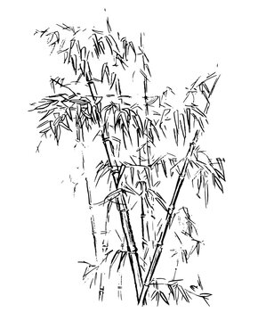 Chinese traditional bamboo branches isolated on white background. Vector illustration. Black silhouette of bamboo.