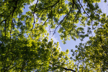 green trees seen from below on sky outdoors
