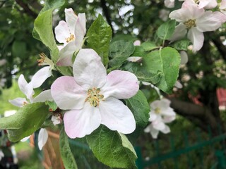 Blooming Apple tree. White-pink delicate flowers with five petals on branches with green leaves