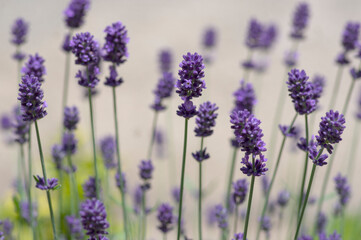 Lavandula angustifolia bunch of flowers in bloom, purple scented flowering plant