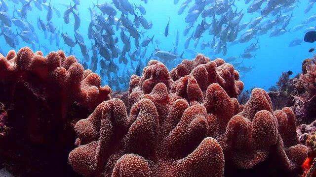 dive with school of jackfish 