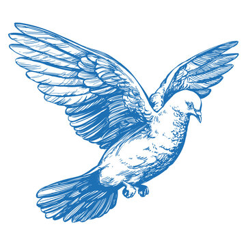 dove bird is a symbol of peace and purity hand drawn vector illustration realistic sketch