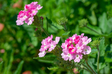 Verbena hybrida vervain ornamental colorful garden flowers in bloom, beautiful flowering plants