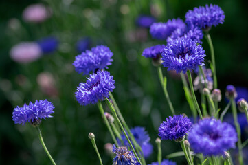 Obraz premium Centaurea cyanus blue cultivated flowering plant in the garden, group of beautiful cornflowers flowers in bloom