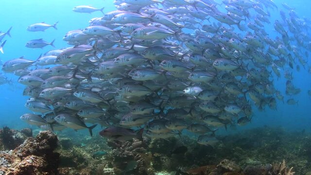 dive with school of jackfish 