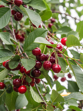 Cherry tree branch with bunches of ripe red berries and green leaves