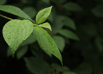 Forest after rain.Leaves with raindrops. For sociial media post.