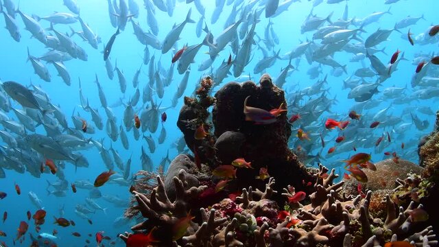 dive with school of jackfish 