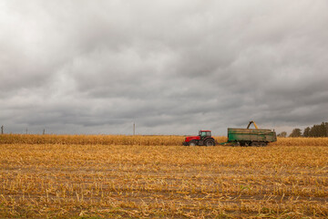 Harvesting of maize grain.  Tractor in corn