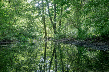 A lake in a forest with reflections of the trees on the water surface