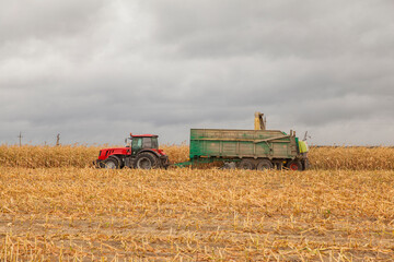 Harvesting of maize grain.  Tractor in corn