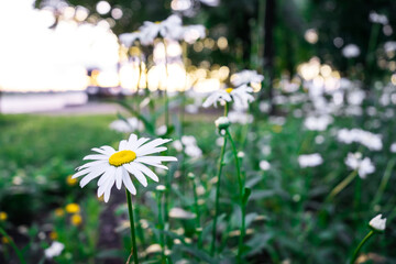 camomile in nature at sunrise