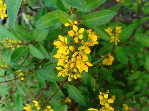 flowering plants Caesalpinia sepang