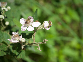 Blackberry blossom with an guest the bee for the morning breakfast Brombeere Blüte mit Biene als Gast zum Frühstück