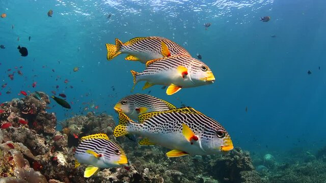 marine fish in colourful reef oriental sweetlips 