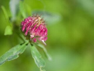pink clover flower, Trifolium and shamrock diffent names but always the same pretty blossom Klee in Pink