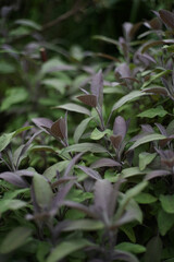 Close up of 'Purpurascens' ('Purpurea'), a purple-leafed cultivar of Salvia officinalis garden sage                 