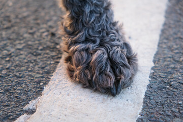 Close up of a fluffy black dog paw
