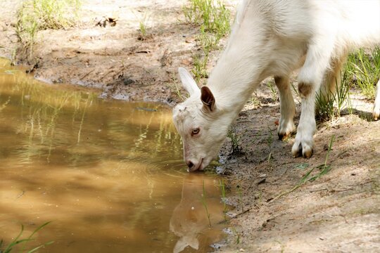 Watering goat's thirst to drink animal water summer drought