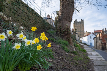 Fototapeta na wymiar A view of daffodils in the foreground and Richmond Castle, North Yorkshire in the background