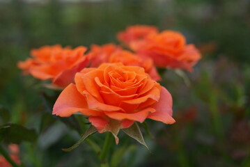 オレンジ色のバラ
