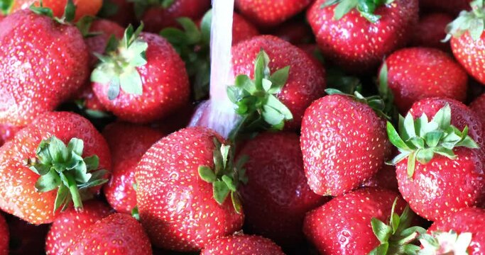 Washing strawberries with water. Close-up. Preparation of berries for jam, dessert, pie. Before freezing strawberries berries need to be washed, because it is a basic matter of hygiene.