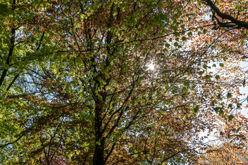 A view looking up through green and orange leaves on tree branches