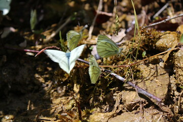 Viele Kohlweißlinge an einer feuchten Stelle