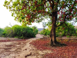 Naklejka premium autumn in the park