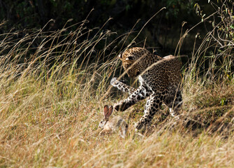 Leopard Koboso cub hunting a hare, Masai Mara
