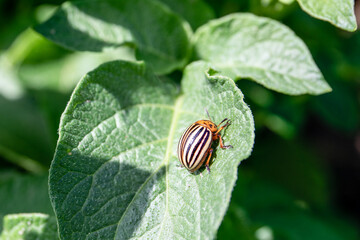 Colorado beetle on potato leaf. Bug feed on leaves and can completely defoliate plants