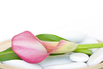 Fototapeta na wymiar Pink Calla Flowers Close Up