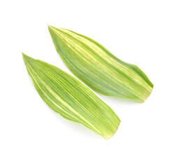 Measles leaf green leaves tree in black pot isolated white background.Giant squill.